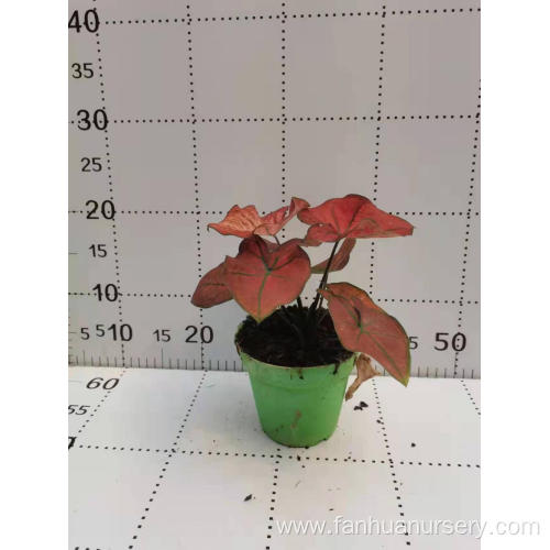 good quality caladium jiaoyang